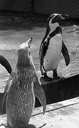 Penguins at the Tel Aviv Zoo, 1969