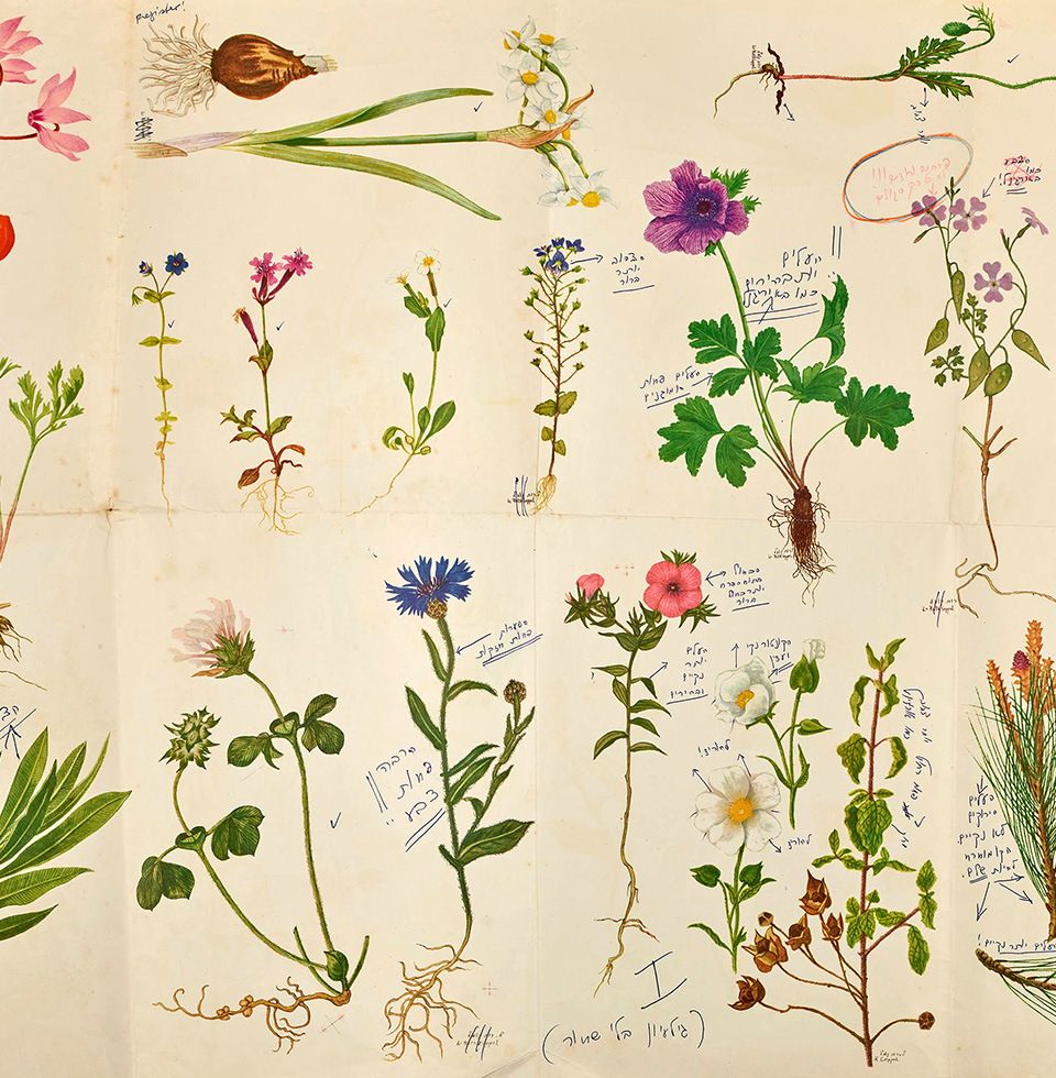 איורים של צמחים עם הערות בכתב יד לצידם