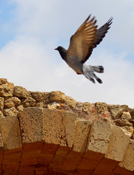 יונה בעתיקות בקיסריה, צילום: נריה דוד בינשטוק